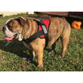 Big Dog Soft No Pull Harness T545